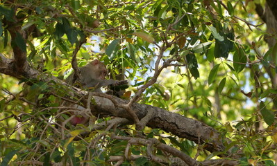 A monkey sitting on a tree in the jungle, looking somewhere far away
