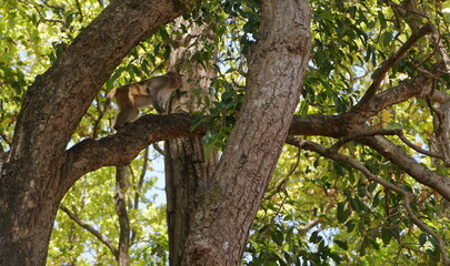 Fototapeta premium A monkey sitting on a tree in the jungle, looking somewhere far away