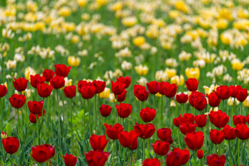 various tulips in the garden