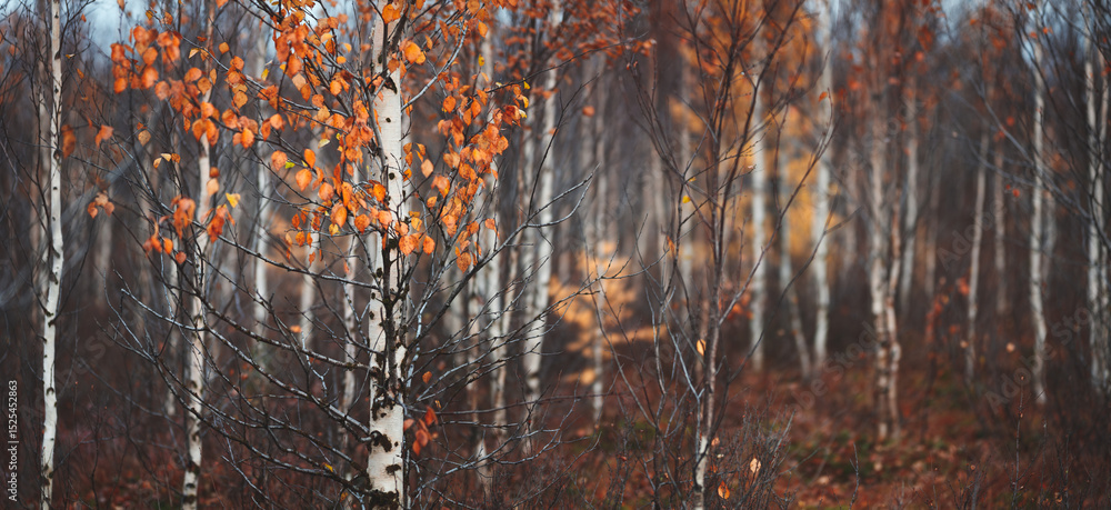 Aufkleber autumn forest with many trees and few leaves on the ground. autumn sad melancholic mood. background 