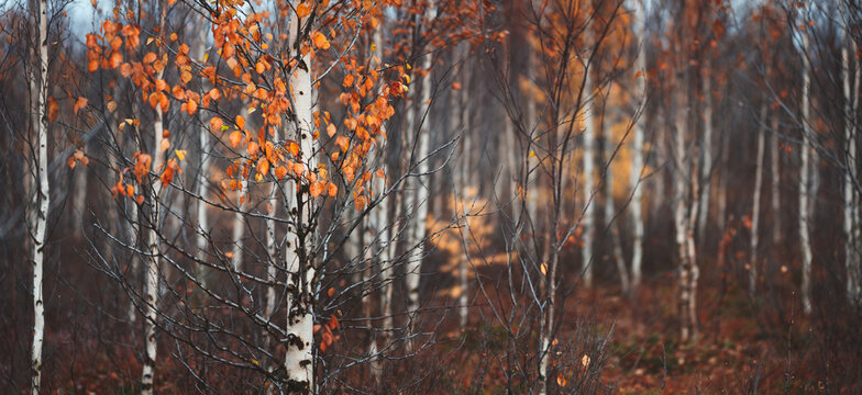 Autumn forest with many trees and few leaves on the ground. Autumn sad melancholic mood. background for page, web banner template.
