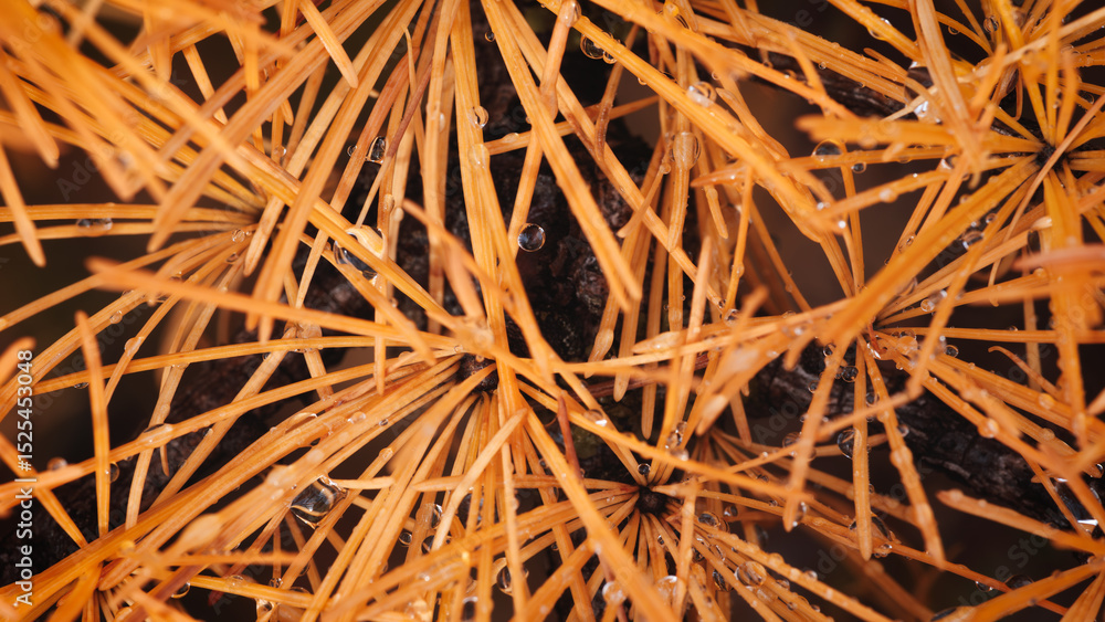 Poster close up of autumn orange larch pine needles with raindrops as textured autumn background for web ba