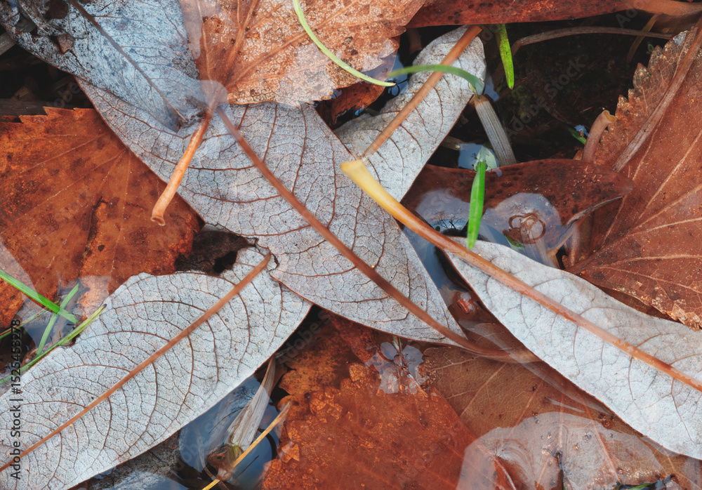 Poster autumn brown wet leaves lie on the ground as a textured wide background for web banner template page