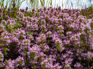 Blooming wild thyme (Thymus sp.) covering a sunny hillside. Violet flowers attract pollinators,...