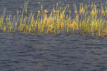 surface of the calm lake with grasses