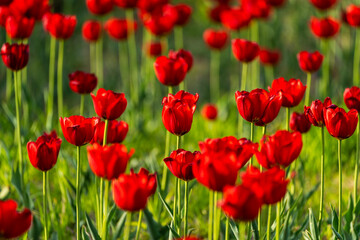 Fototapeta premium various tulips in the garden
