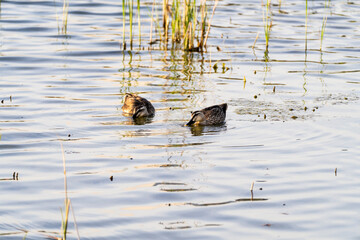 wild ducks swimming on the lake