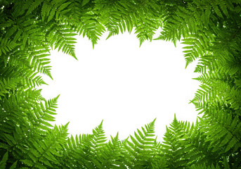 Green fern frame isolated on transparent background