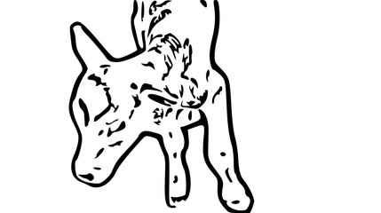 Vector Illustration of a black and White Calf 
