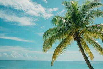 Relaxing under a palm tree on a tropical coast with blue skies and calm seas, Palm tree on tropical coast with blue sky and calm sea tourism background