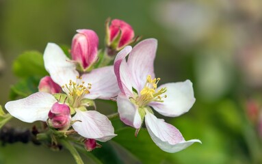 flower of apple tree in latin Malus Domestica