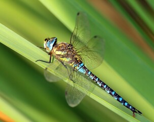 Migrant hawker dragonfly in latin Aeshna mixta