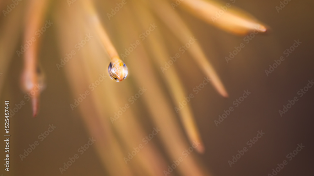 Poster close up of autumn orange larch pine needles with raindrops as textured autumn background for web ba