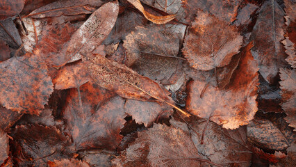 Autumn brown wet leaves lie on the ground as a textured wide background for web banner template page design