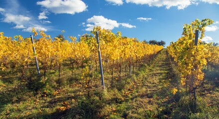 Fototapeta premium autumn in the vineyard yellow coloured vine plants