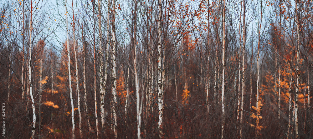 Poster autumn forest with many trees and few leaves on the ground. autumn sad melancholic mood. background 
