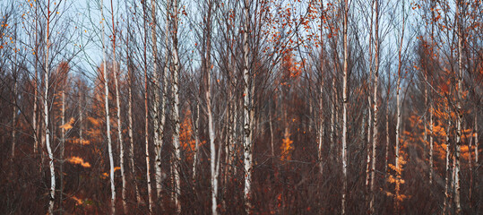 Autumn forest with many trees and few leaves on the ground. Autumn sad melancholic mood. background...
