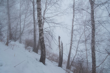 Misty birch forest in winter mountains
