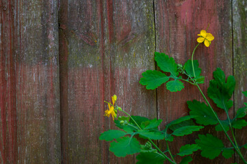 Branch of celandine on old peeling wooden texture background