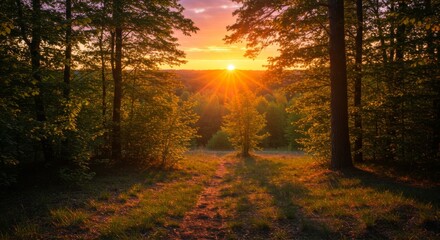 Fototapeta premium Sunset Over a Green Forest Landscape