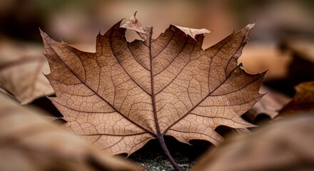 Close Up of a Brown Dried Maple Leaf on the Forest Floor