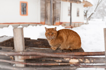 Cute cat in snowy nature. Countryside