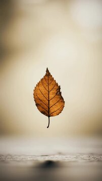 Dry brown leaf suspended in soft natural light background  