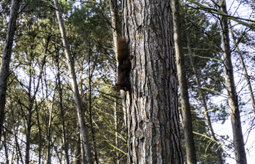 Squirrel in a tree