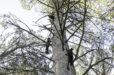 Squirrel in a tree