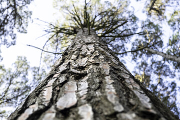 Fototapeta premium Trees in the forest