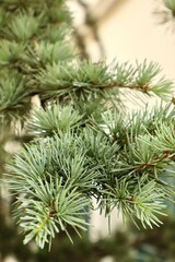Close-up of a branch of a coniferous tree, possibly a cedar or pine, with dense greenish-blue needles. The soft focus background enhances the texture and natural beauty of the evergreen foliage.