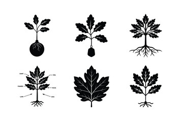 Black Oak Seedlings: Stages and Growing Conditions
