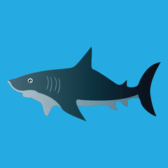 Vector Shark Illustration and Graphic art