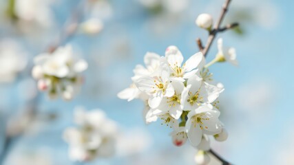 Softly Focused Blossoms Displaying Delicate White Petals and Yellow Stamens Against a Gentle Sky