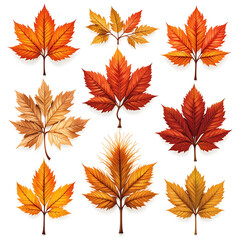 Collection of colorful autumn leaves from different trees on white background.