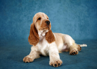 Portrait of an English Cocker Spaniel puppy.  The dog is lying down. The head is turned to the right. The color is orange roan. Age 2 months.
