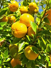 oranges on tree mandarine.