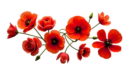 bouquet of red poppies