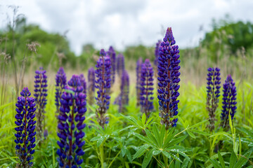 Vibrant Purple Lupinus Polyphyllus in a Summer Meadow Under a Cloudy Sky