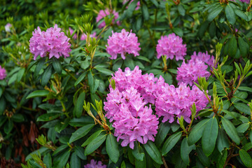 Lilac-pink rhododendron blossoms burst forth in a lush garden, showcasing vibrant clusters against a backdrop of deep green foliage.