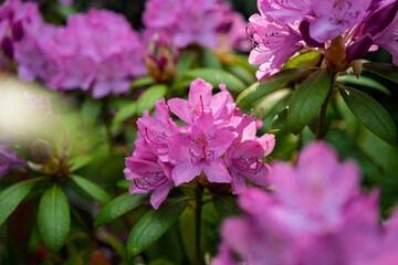 Lilac-pink rhododendron blossoms burst forth in a lush garden, showcasing vibrant clusters against a backdrop of deep green foliage.