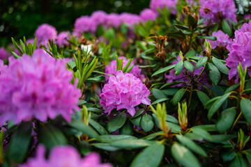 Lilac-pink rhododendron blossoms burst forth in a lush garden, showcasing vibrant clusters against a backdrop of deep green foliage.