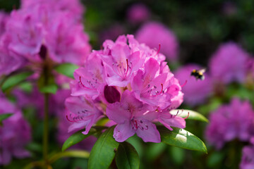 Lilac-pink rhododendron blossoms burst forth in a lush garden, showcasing vibrant clusters against a backdrop of deep green foliage.