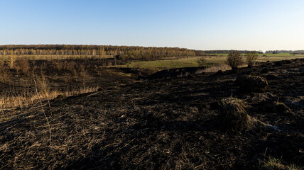 A Spring Landscape Showcasing Burnt Grass Transitioning to Renewing Life and Vibrant Flora in the...