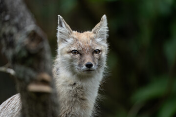 photos of animals in a wildlife reserve
