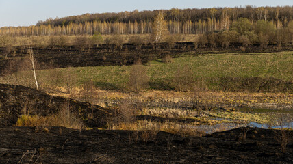 A Spring Landscape Showcasing Burnt Grass Transitioning to Renewing Life and Vibrant Flora in the...