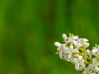 Close-up of small white Ligustrum flowers on green blurred background. Minimalist macro composition with fine botanical detail