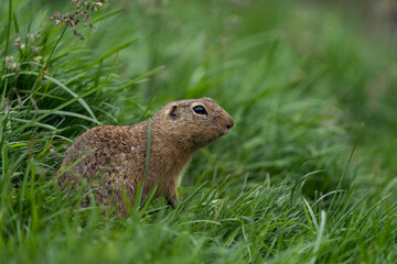 photos of animals in a wildlife reserve