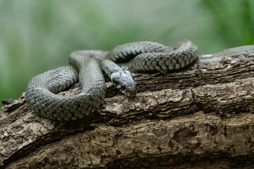 photos of animals in a wildlife reserve