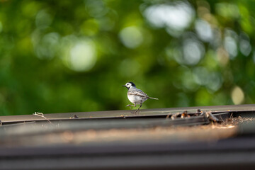 macro photography from the wild in the mountains, macro and wildlife